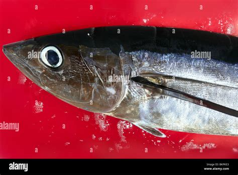 Bloody Mediterranean Tuna Fish Preparation After Catch Stock Photo Alamy