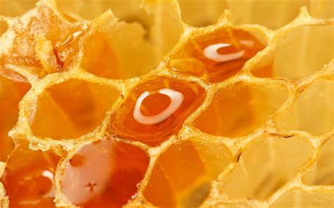 Download Awesome Honey Macro Photography Wallpaper