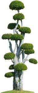 Come E Quando Potare Un Bonsai Di Ulivo Mondo Bonsai