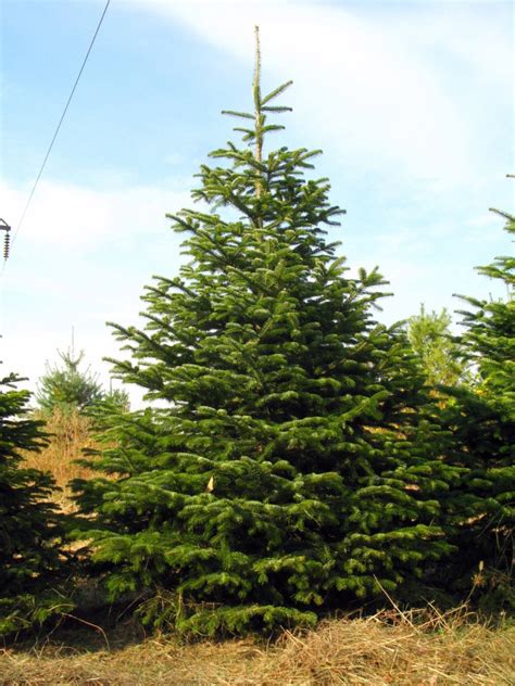 Nordmann Fir - Hutton-Loyd Tree Farm