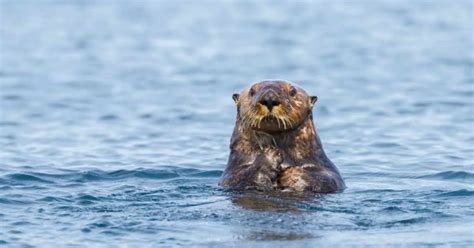 Otter Behavior - AnimalBehaviorCorner