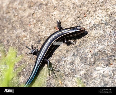 Closeup shot of a Japanese Five-lined Skink on a rock Stock Photo - Alamy