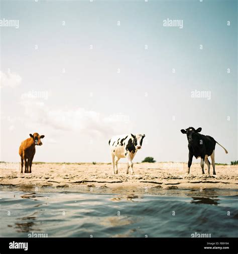 Three Cows Standing Hi Res Stock Photography And Images Alamy