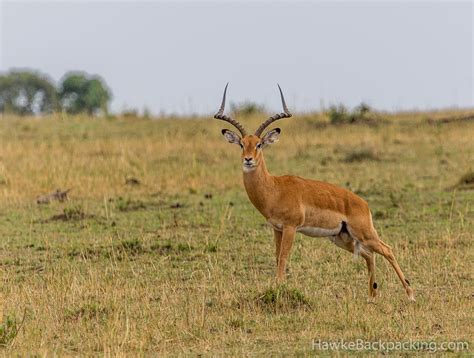 Serengeti Wildlife - HawkeBackpacking.com