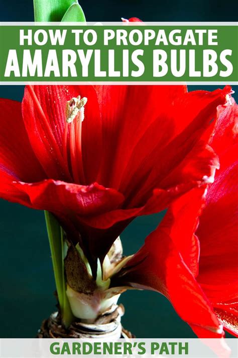 How To Propagate Amaryllis Bulbs Gardener S Path Amaryllis Bulbs