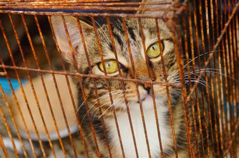 Un Gatto Era Bloccato In Una Gabbia Fotografia Stock Immagine Di