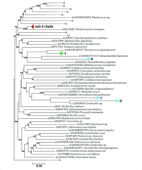 Maximum Likelihood Phylogenetic Tree With Candidate Mlra Sequences