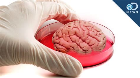 Mini Human Brain Grown In Lab Youtube