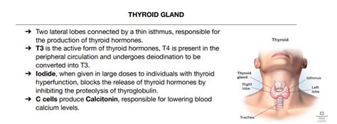 Struggling Medical Artist On Twitter THYROID GLAND