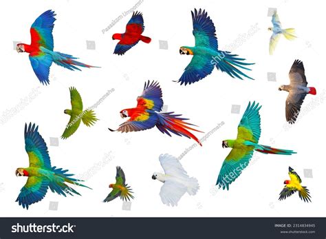 Collection Flying Parrots Isolated On White Stock Photo 2314834945 | Shutterstock