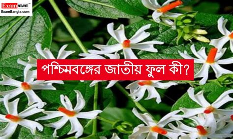 পশ্চিমবঙ্গের জাতীয় ফুল কী পশ্চিমবঙ্গের জাতীয় ফুলের নাম