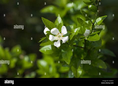 Poncirus Trifoliata X Citrus Sinensis Citrange Carrizo Les Fleurs Et