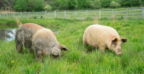 From Something To Someone Valuing Jack Allan And Other Pigs At Farm