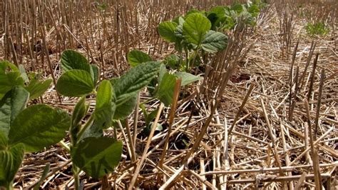 Plantio Direto O Guia Completo Sobre A T Cnica Syngenta Digital