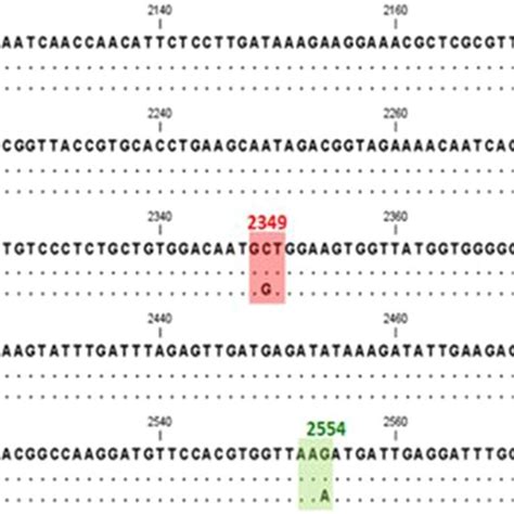 Regional Protein Sequence Alignment Comprising The Identified Snps Of