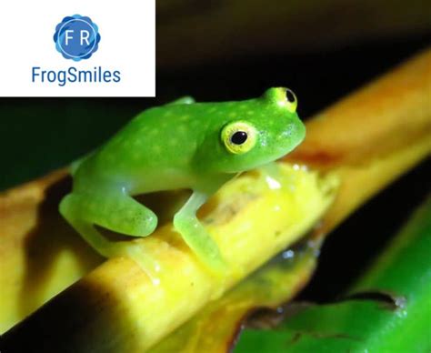 glass tree frog - Buy Frogs Online | Buy Toads Online