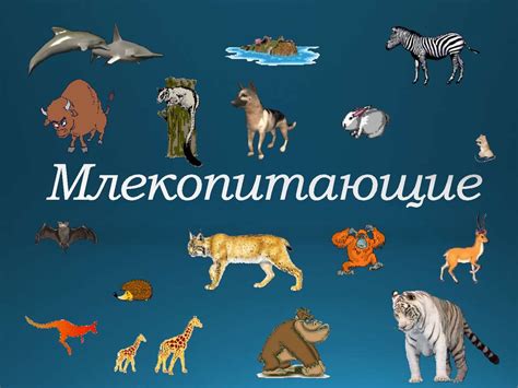 Млекопитающие. Общая характеристика - online presentation
