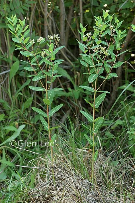 Apocynum cannabinum photos Saskatchewan Wildflowers