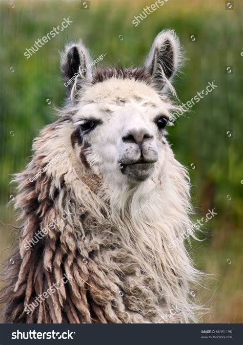 Male Llama Turning To Face The Camera Stock Photo 66351196 Shutterstock