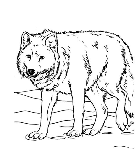 Tundra Animals Drawing at GetDrawings | Free download