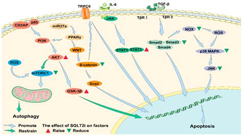 Cells Free Full Text Signaling Pathways Of Podocyte Injury In