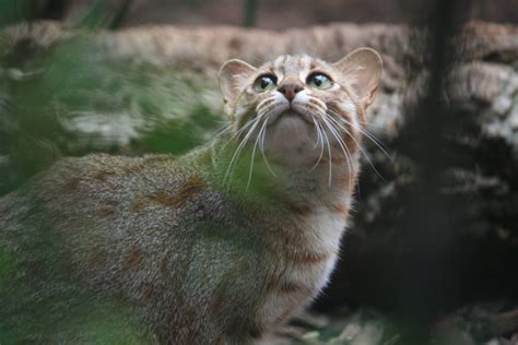 El felino mas pequeño del mundo, el gato herrumbroso | Rusty spotted cat, Small wild cats, Cats