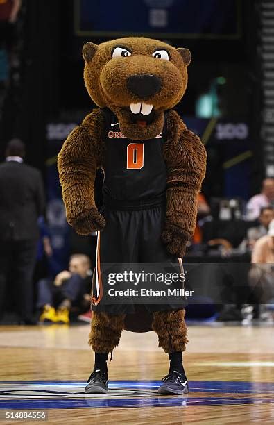 Benny The Beaver Photos And Premium High Res Pictures Getty Images