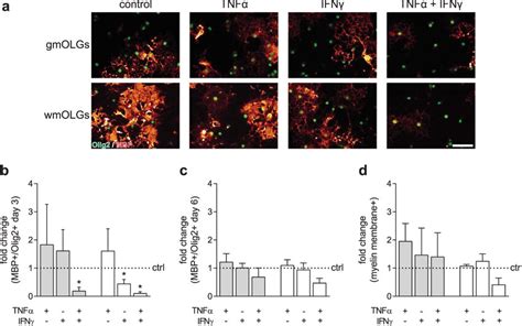 Exposure To Ifn Delays Wmopc But Not Gmopc Differentiation