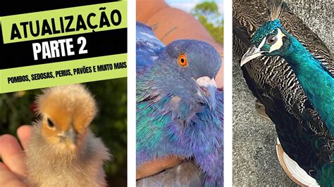 Parte 2 do vídeo de atualização do meu Criatorio aves pombos pavão