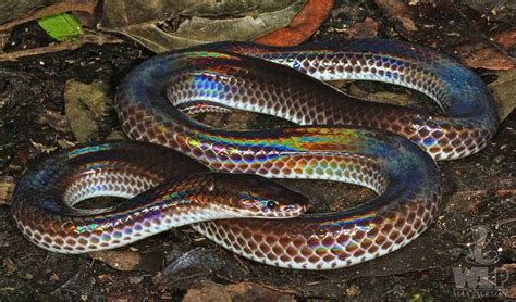 Sunbeam Snake Snake Snake Lovers Snake Facts