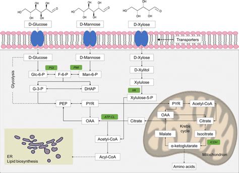 Simplified Scheme Of Biochemical Pathways Of Glucose Mannose And