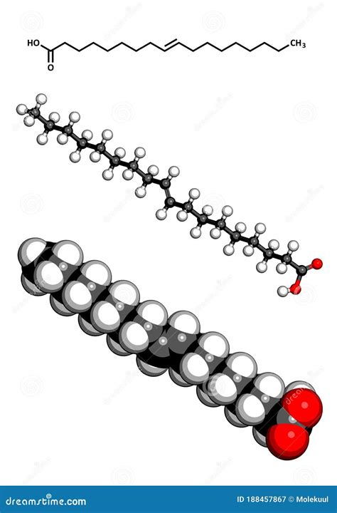 Elaidic Acid Trans Fatty Acid Molecular Model Stock Illustration