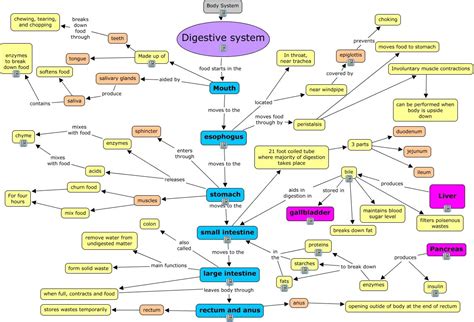 Digestive System Enzymes To Break Down Fats Stomach Releases Acids