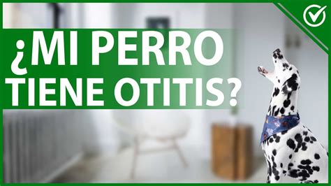 Cómo Se Si Mi Perro Tiene Otitis Causas Síntomas y Tratamiento