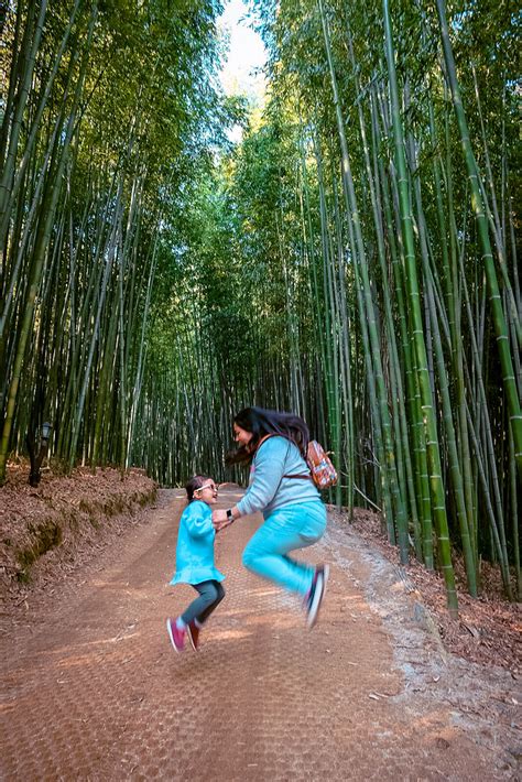 Damyang Bamboo Forest The Ultimate Guide Adventures With Nienie