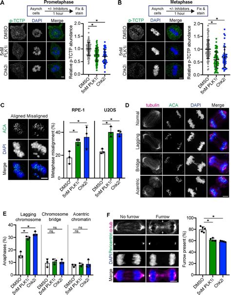 Human Anti Centromere Antibody Aca | Antibodies Inc | Bioz