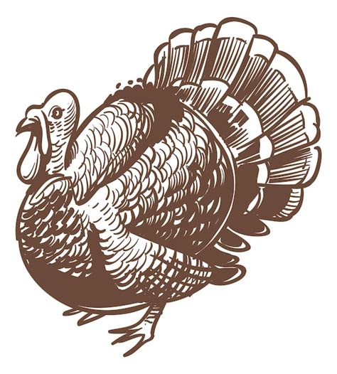 Premium Vector Turkey Sketch Farm Poultry Hand Drawn Bird