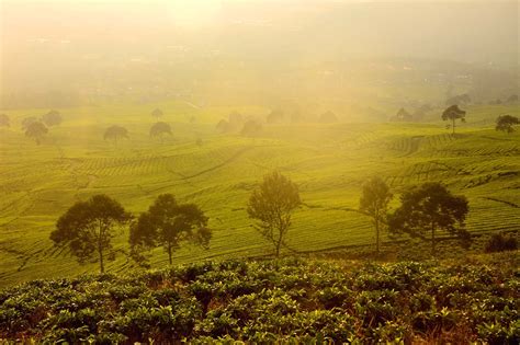 Wisata Kebun Teh Pagar Alam Di Lereng Gunung Dempo