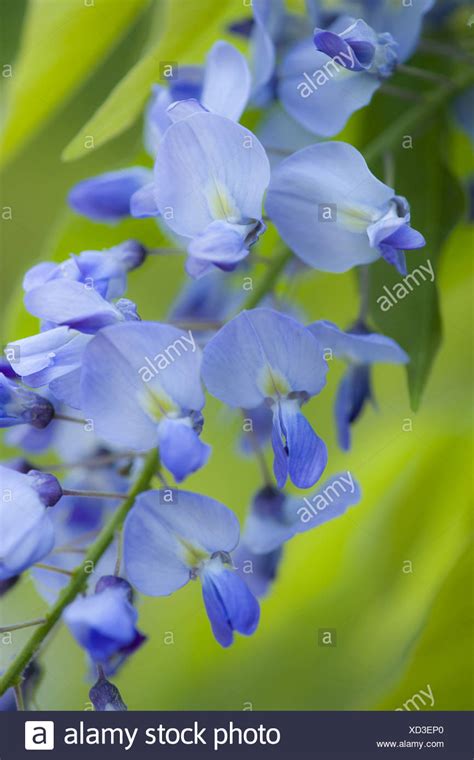 Blue Flowering Chinese Wisteria Sinensis High Resolution Stock