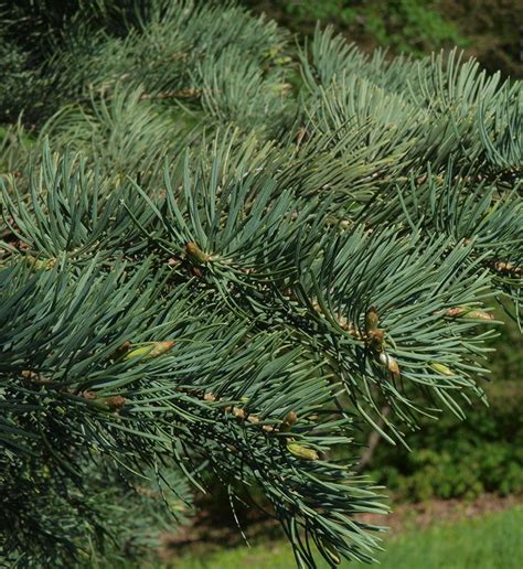 White Fir Abies Concolor Var Concolor