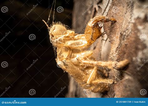 The Cicada Threw Off Its Shell It Dried Up In The Sun Hanging From A