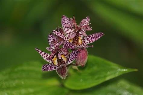 Toad Lilies Duo Photograph By Rosanne Jordan