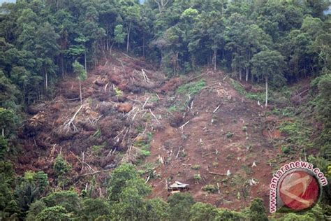 Sulbar Usul Hektare Hutan Lindung Jadi Perkebunan Antara News