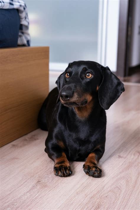 A Black and Brown Dachshund · Free Stock Photo