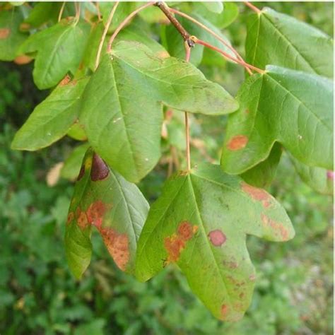 Erable De Montpellier Acer Monspessulanum Jeune Plant En Godet