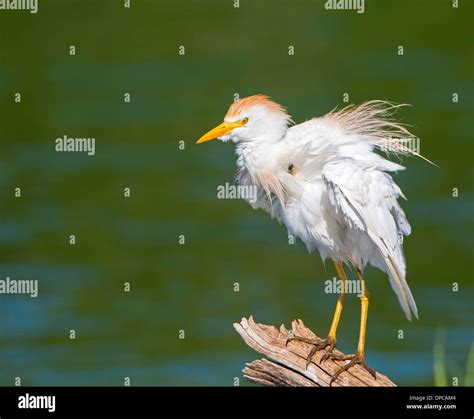 cattle egret fluffing feathers Stock Photo - Alamy