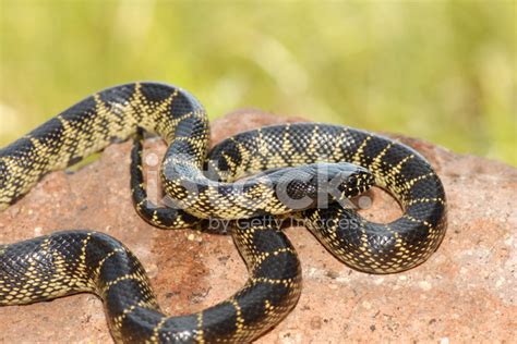 Lampropeltis Getula Splendida Stock Photo | Royalty-Free | FreeImages