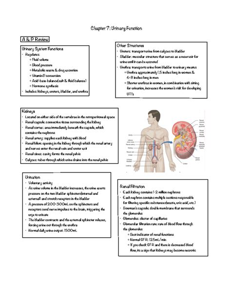 Patho Urinary System Outline - Chapter 7: Urinary Function A & P Review