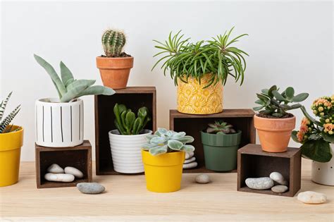 Indoor Cactus Care to Give Your Desert Dweller Life - Plants Show