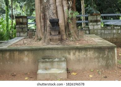 Worship Banyan Tree Kerala Stock Photo 1826196578 | Shutterstock